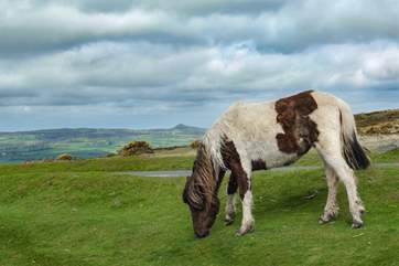 Dartmoor ponies grazing on the moor.