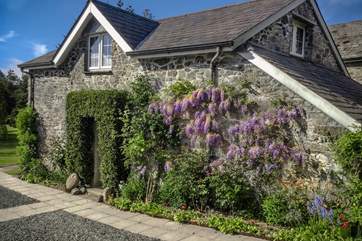 Wisteria around the cottage entrance in the spring. The door to the games-room is on the left (not shown).