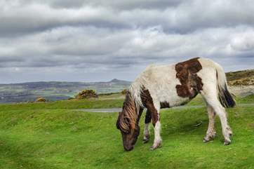 Dartmoor ponies grazing on the moor.