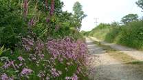 Part of the track which approaches the cottage.
