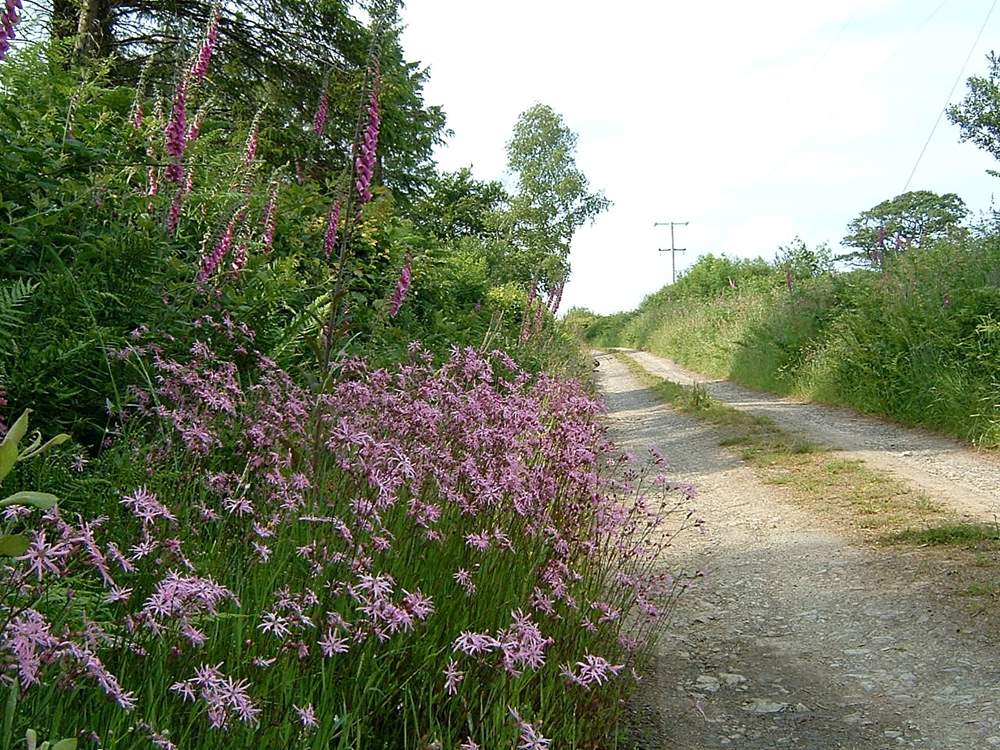 Part of the track which approaches the cottage.