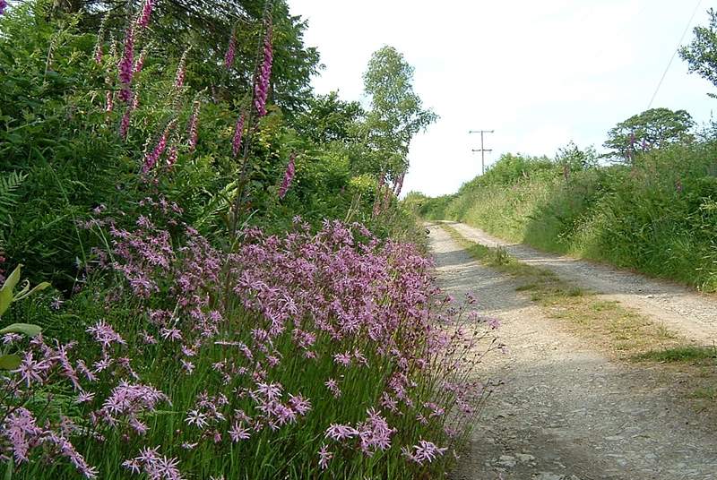 Part of the track which approaches the cottage.