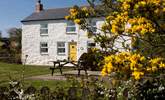 Welcome to Yellow Blossom Cottage. - Thumbnail Image