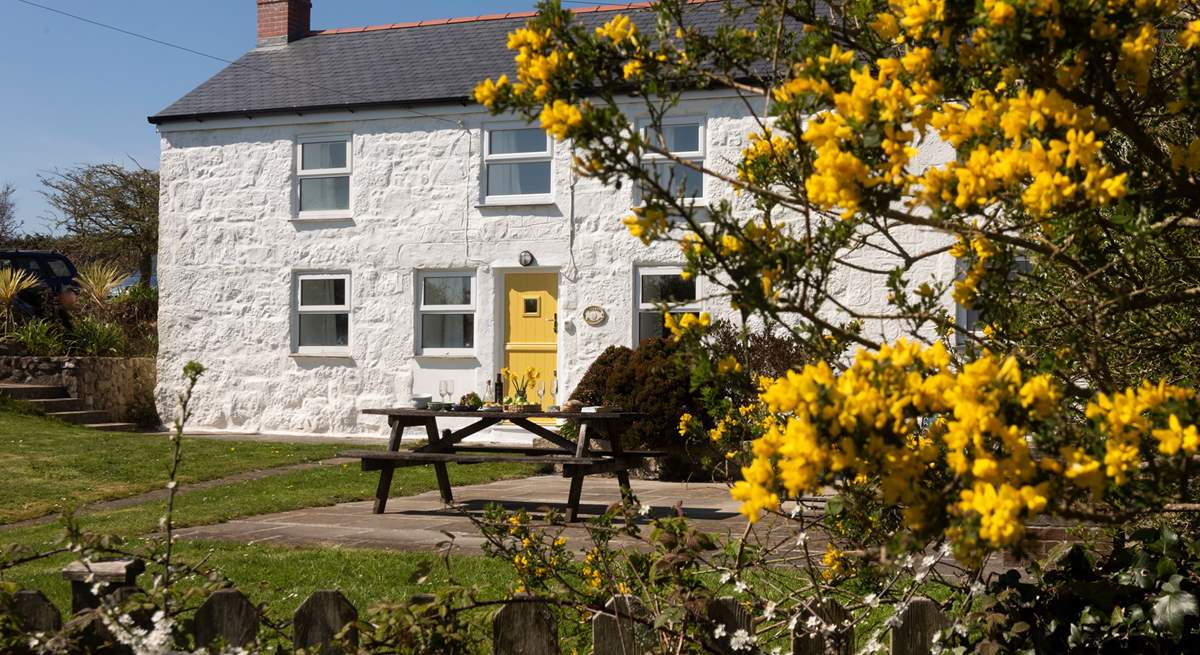 Welcome to Yellow Blossom Cottage.