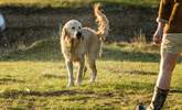 Your canine companion is welcome to stay at Yellow Blossom Cottage. - Thumbnail Image