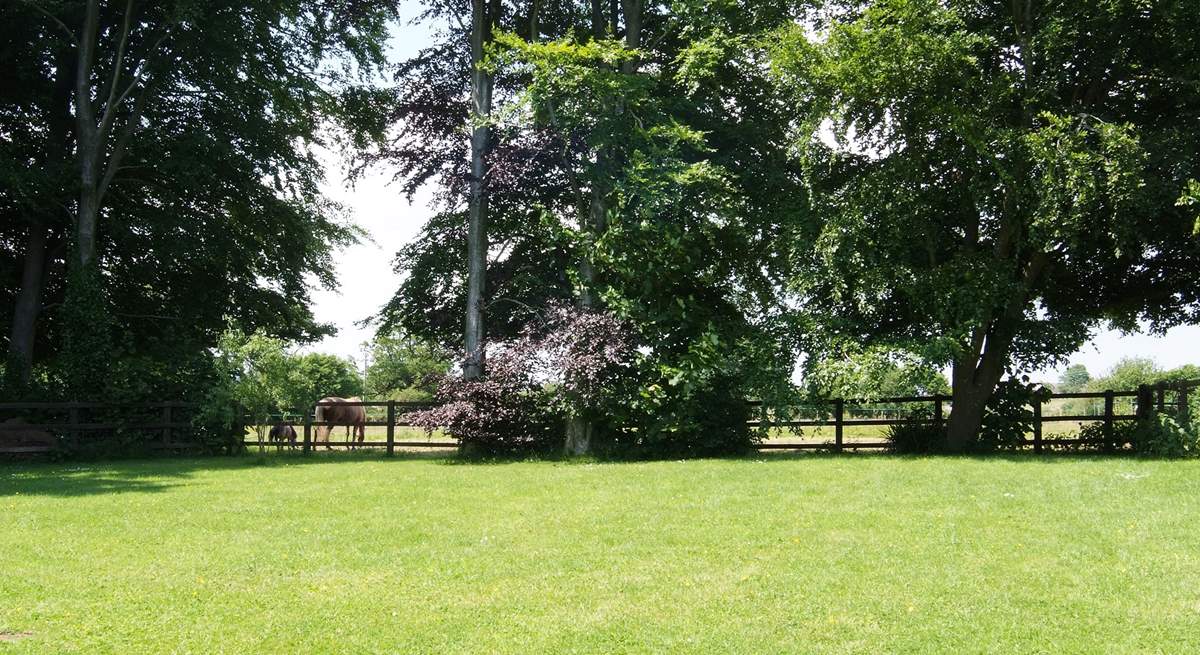 The lovely enclosed garden in the summer, ideal for your four-legged friend.