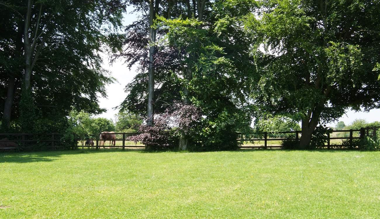 The lovely enclosed garden in the summer, ideal for your four-legged friend.