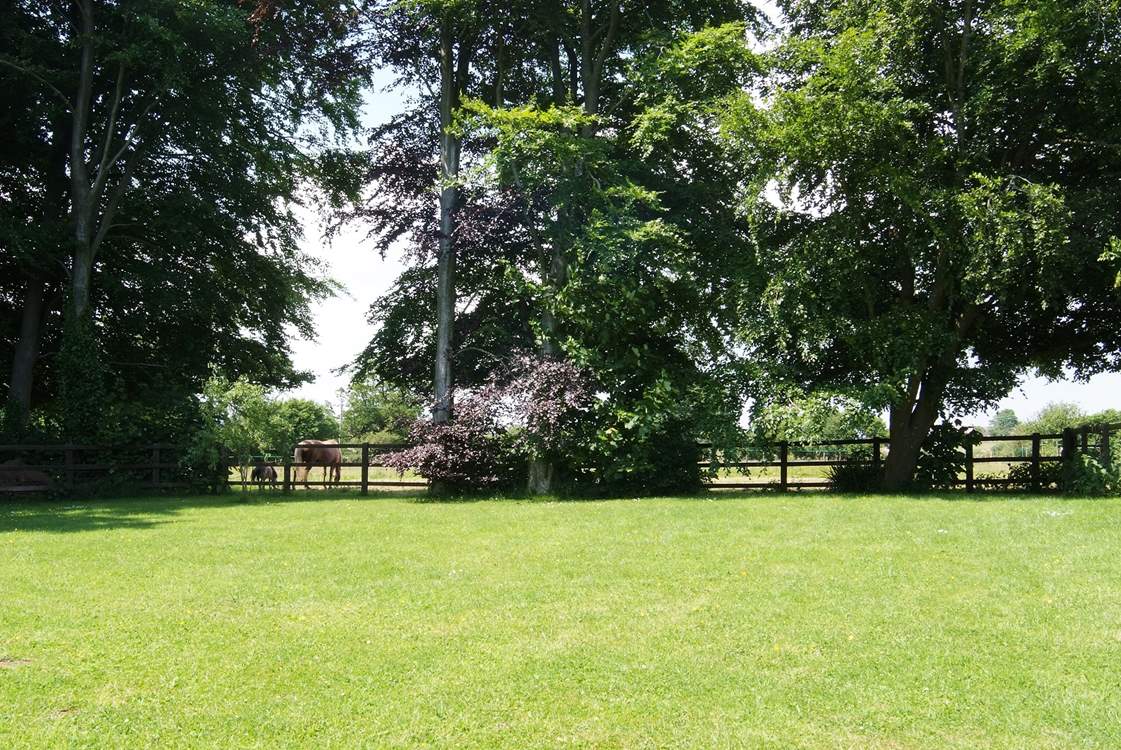 The lovely enclosed garden in the summer, ideal for your four-legged friend.
