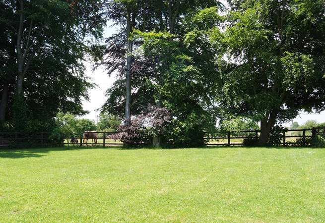 The lovely enclosed garden in the summer, ideal for your four-legged friend.