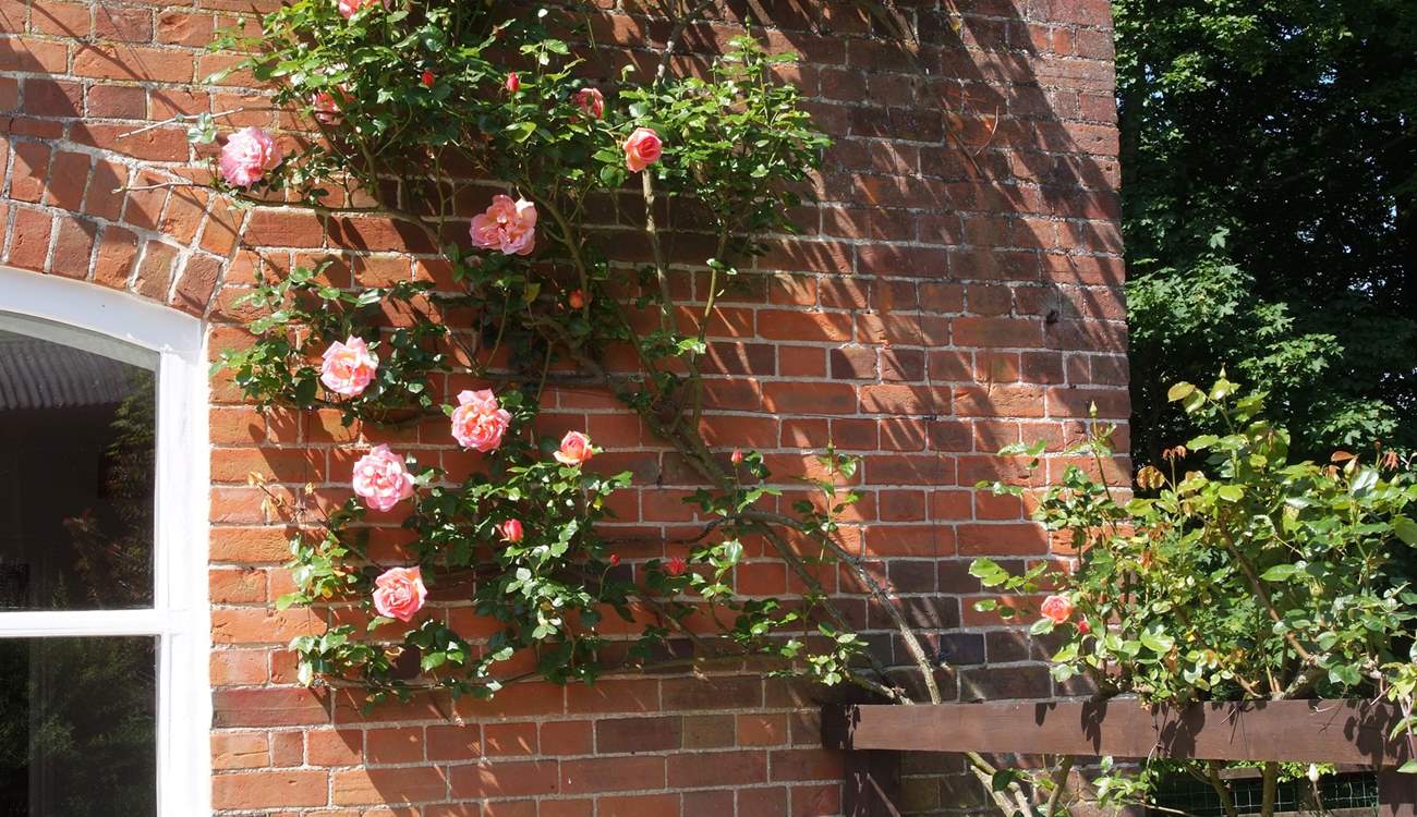 A lovely detail as you walk around to the front door of the cottage.