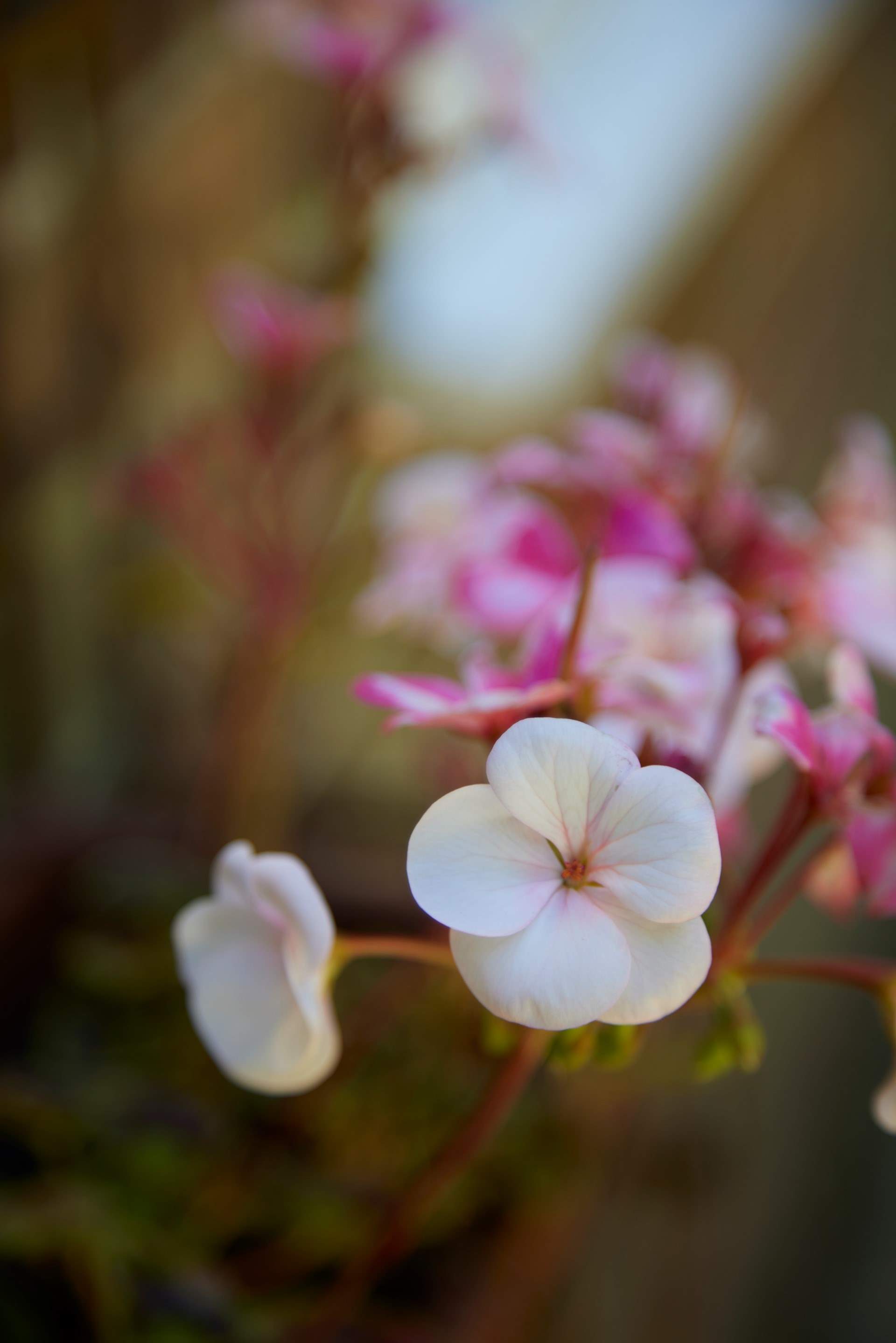 Pretty things aplenty...