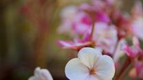 Pretty things aplenty...