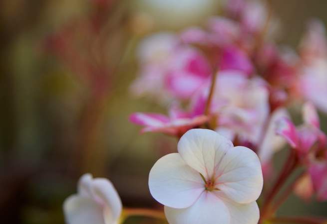 Pretty things aplenty...