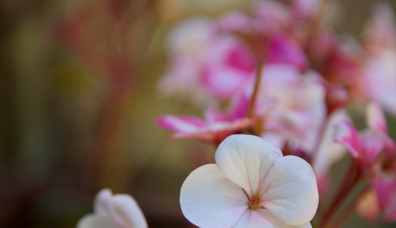 Pretty things aplenty...