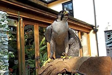 The Owners have some wonderful rescued birds of prey which they will be happy to show you.