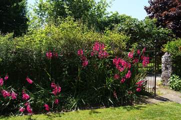 The garden is awash with colour in spring and early summer.