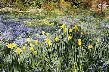 The bright yellows and blues of spring flowers are as pretty as a picture. The grounds are a mass of flowers in March and early April.
