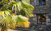 The sun-trap courtyard at the front of the house provides the perfect climate for mediterranean plants. - Thumbnail Image