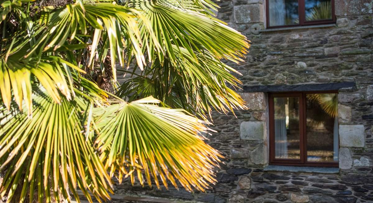 The sun-trap courtyard at the front of the house provides the perfect climate for mediterranean plants.