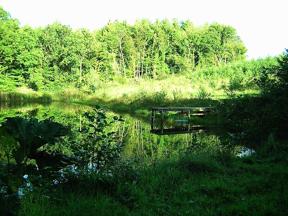 Pretty forest walks.