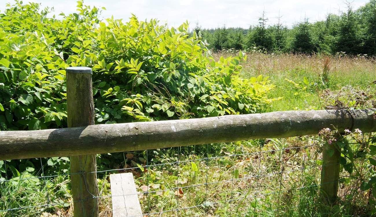 The walks on the doorstep are stunning and will keep your very important pet entertained.