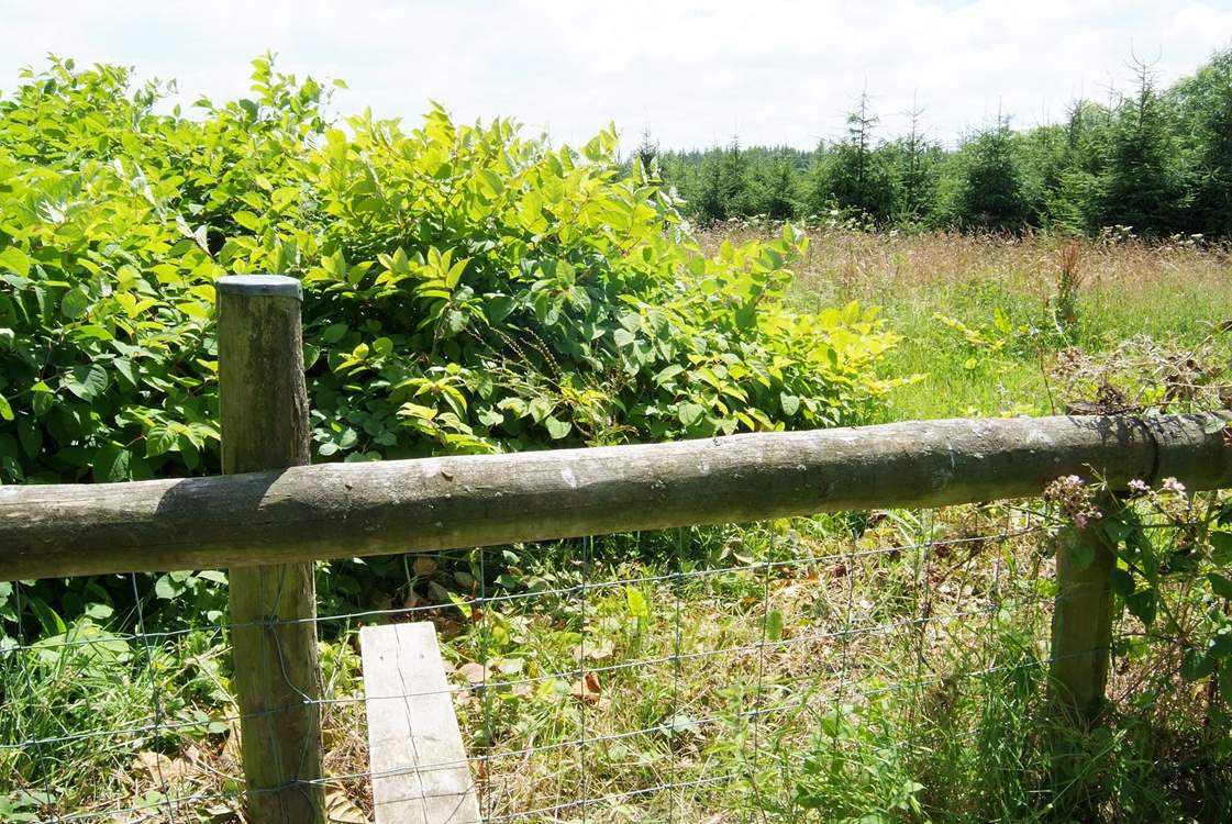 The walks on the doorstep are stunning and will keep your very important pet entertained.