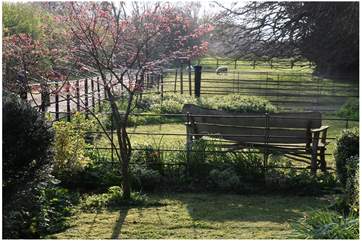 This is the side garden where you can catch the evening sun and which looks across a beautiful meadow complete with occupants Scrappy - pictured - and Pickwick the tame sheep.