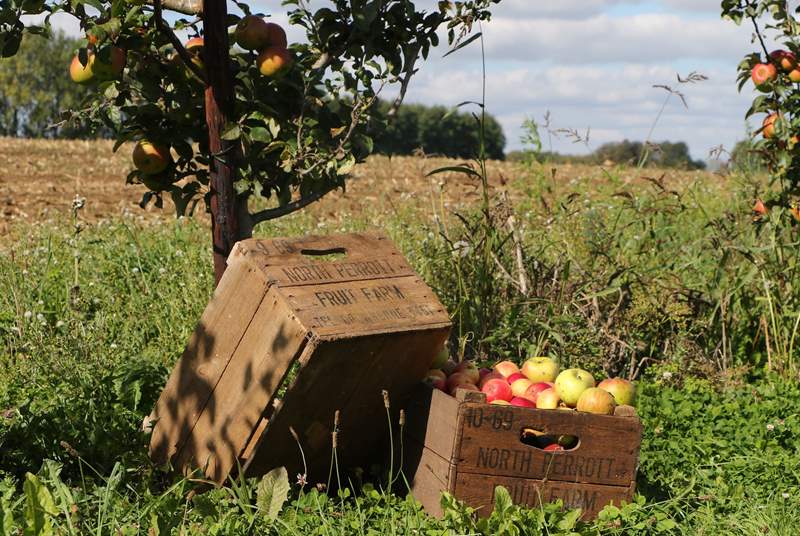 Many of the products stocked at the Farm Shop are produced locally. The Apple Orchards at North Perrott produce the famous apple juice.