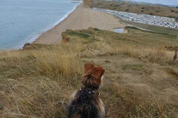 The Jurassic Coast and World Heritage Site is an easy drive from the cottage through beautiful scenery.