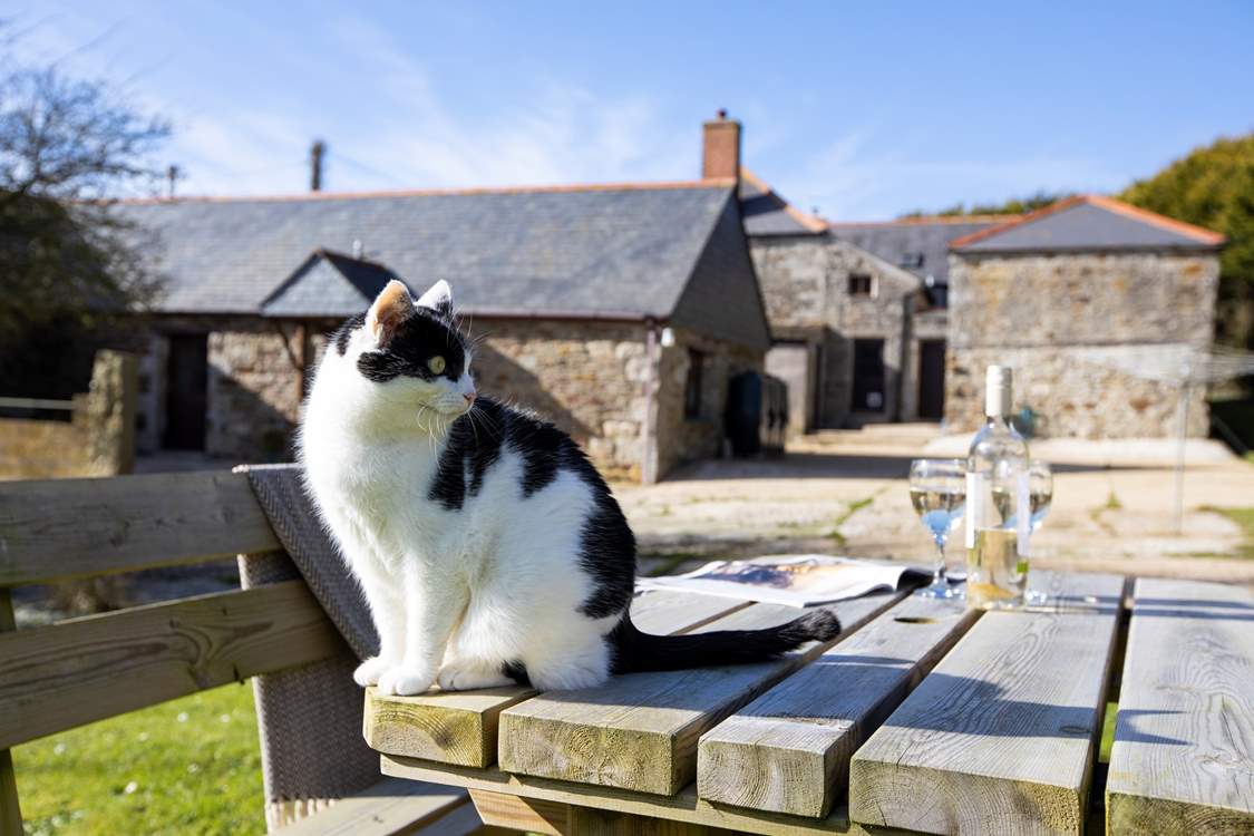 The farm cat might pop along to say hello.