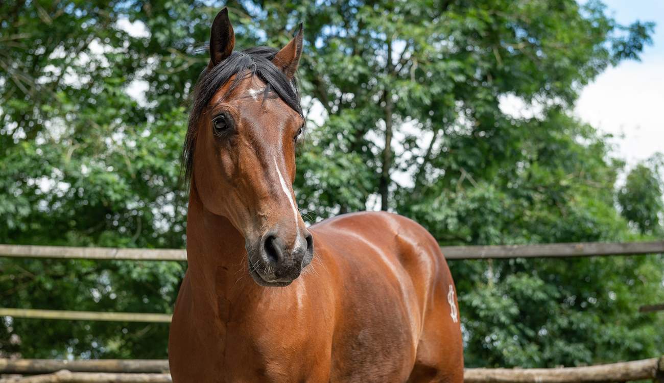 ... and its companion.