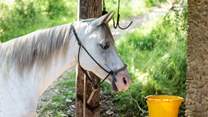 Here is one of the residents at the farmstead.