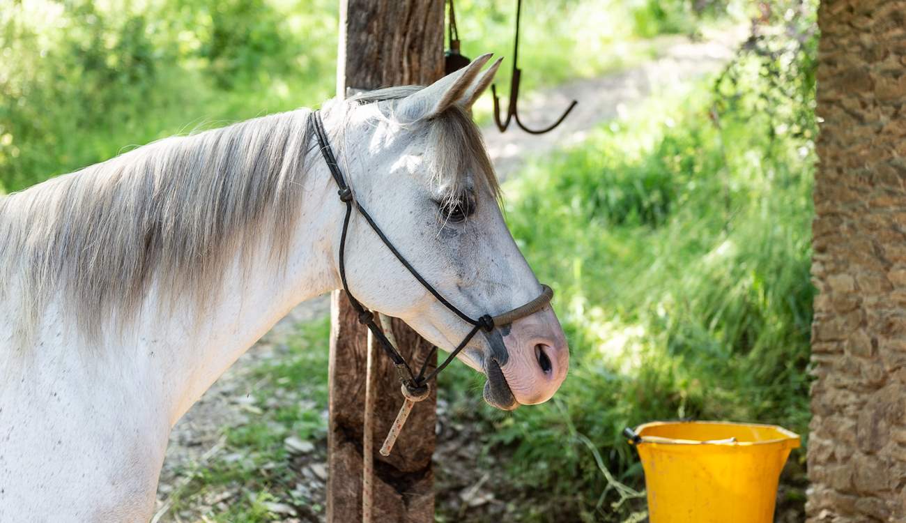 Here is one of the residents at the farmstead.