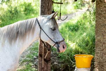 Here is another of the residents at the farmstead.