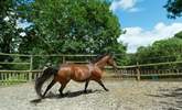 Being put through its paces in the training ring. - Thumbnail Image