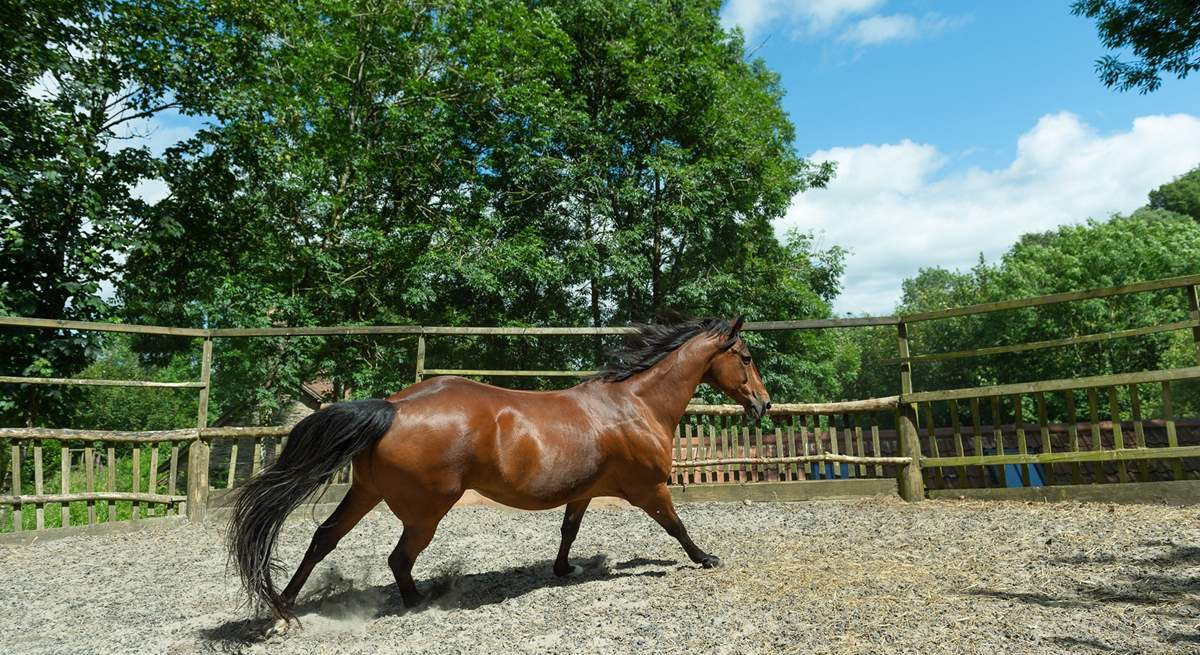 Being put through its paces in the training ring.