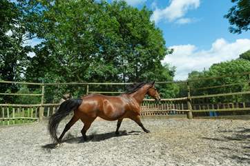 Being put through its paces in the training ring.