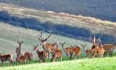 Britain's largest land mammal - the Red Deer - can be found in many parts of Exmoor.  You just have to keep your eyes open!  In late September and October you can listen for the roaring of the stags during the rut. - Thumbnail Image