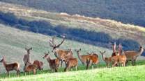 Britain's largest land mammal - the Red Deer - can be found in many parts of Exmoor.  You just have to keep your eyes open!  In late September and October you can listen for the roaring of the stags during the rut.