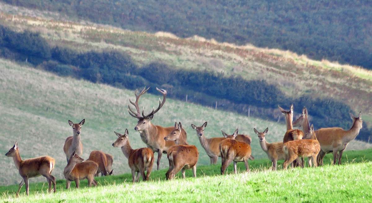 Britain's largest land mammal - the Red Deer - can be found in many parts of Exmoor.  You just have to keep your eyes open!  In late September and October you can listen for the roaring of the stags during the rut.