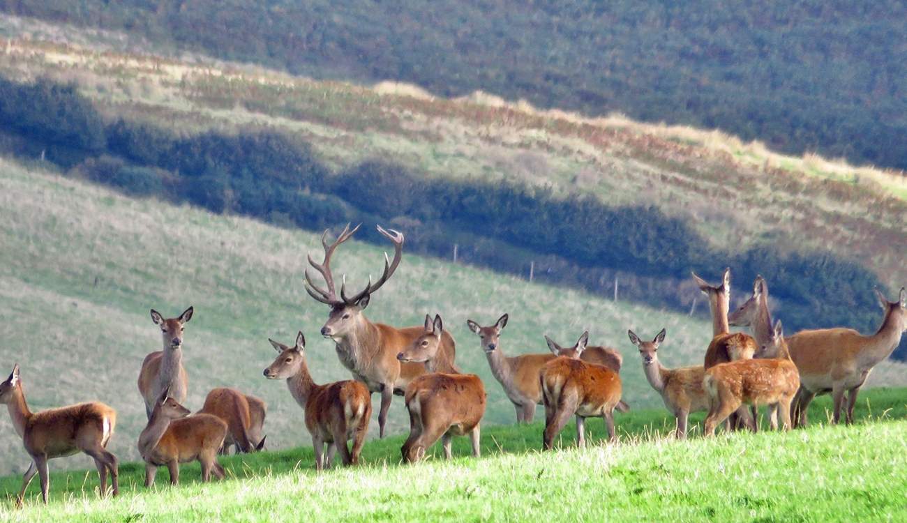 Britain's largest land mammal - the Red Deer - can be found in many parts of Exmoor.  You just have to keep your eyes open!  In late September and October you can listen for the roaring of the stags during the rut.