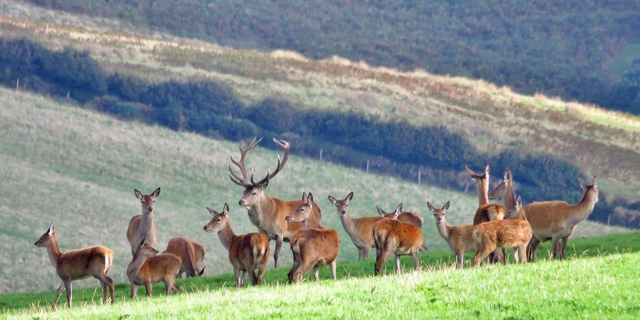 Britain's largest land mammal - the Red Deer - can be found in many parts of Exmoor.  You just have to keep your eyes open!  In late September and October you can listen for the roaring of the stags during the rut.
