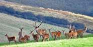 Britain's largest land mammal - the Red Deer - can be found in many parts of Exmoor.  You just have to keep your eyes open!  In late September and October you can listen for the roaring of the stags during the rut.