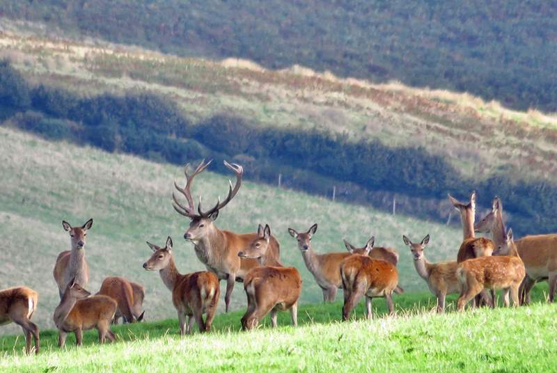 Britain's largest land mammal - the Red Deer - can be found in many parts of Exmoor.  You just have to keep your eyes open!  In late September and October you can listen for the roaring of the stags during the rut.