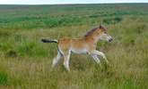 The native breed Exmoor Ponies (with their 'mealy' muzzle) are historic and endangered and, when you see a foal like this, absolutely adorable! - Thumbnail Image