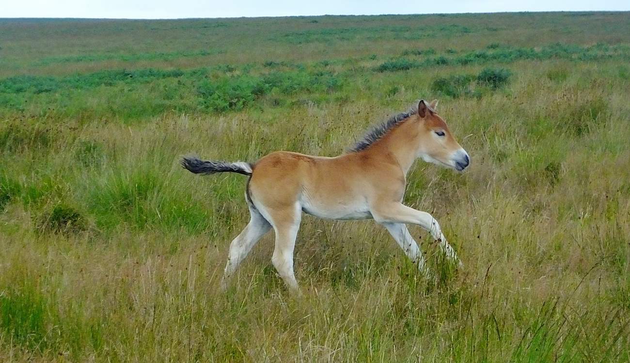 The native breed Exmoor Ponies (with their 'mealy' muzzle) are historic and endangered and, when you see a foal like this, absolutely adorable!