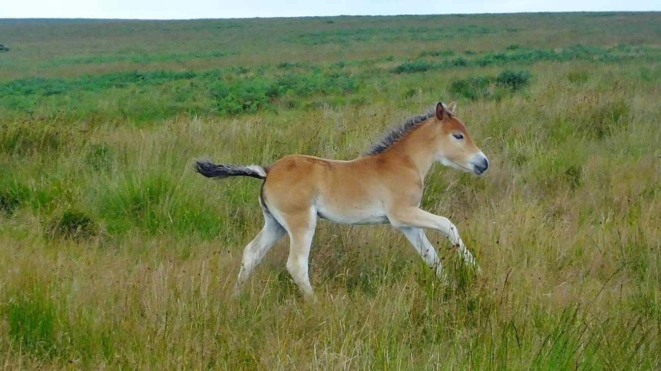 The native breed Exmoor Ponies (with their 'mealy' muzzle) are historic and endangered and, when you see a foal like this, absolutely adorable!