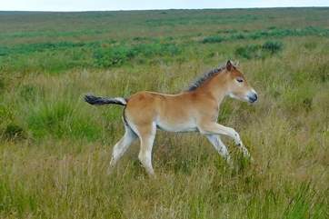 The native breed Exmoor Ponies (with their 'mealy' muzzle) are historic and endangered and, when you see a foal like this, absolutely adorable!