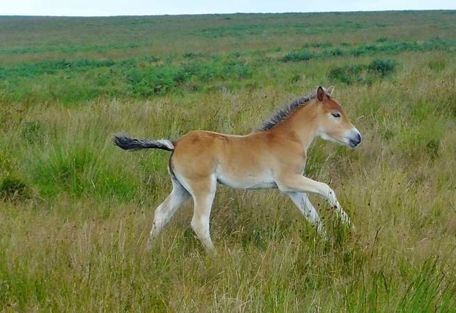 The native breed Exmoor Ponies (with their 'mealy' muzzle) are historic and endangered and, when you see a foal like this, absolutely adorable!