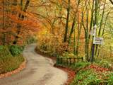 Exmoor isn't just a summer destination - think of autumn!  Cosy pubs, leafy walks blazing with colour, the Red Deer roaring.....  Why not?